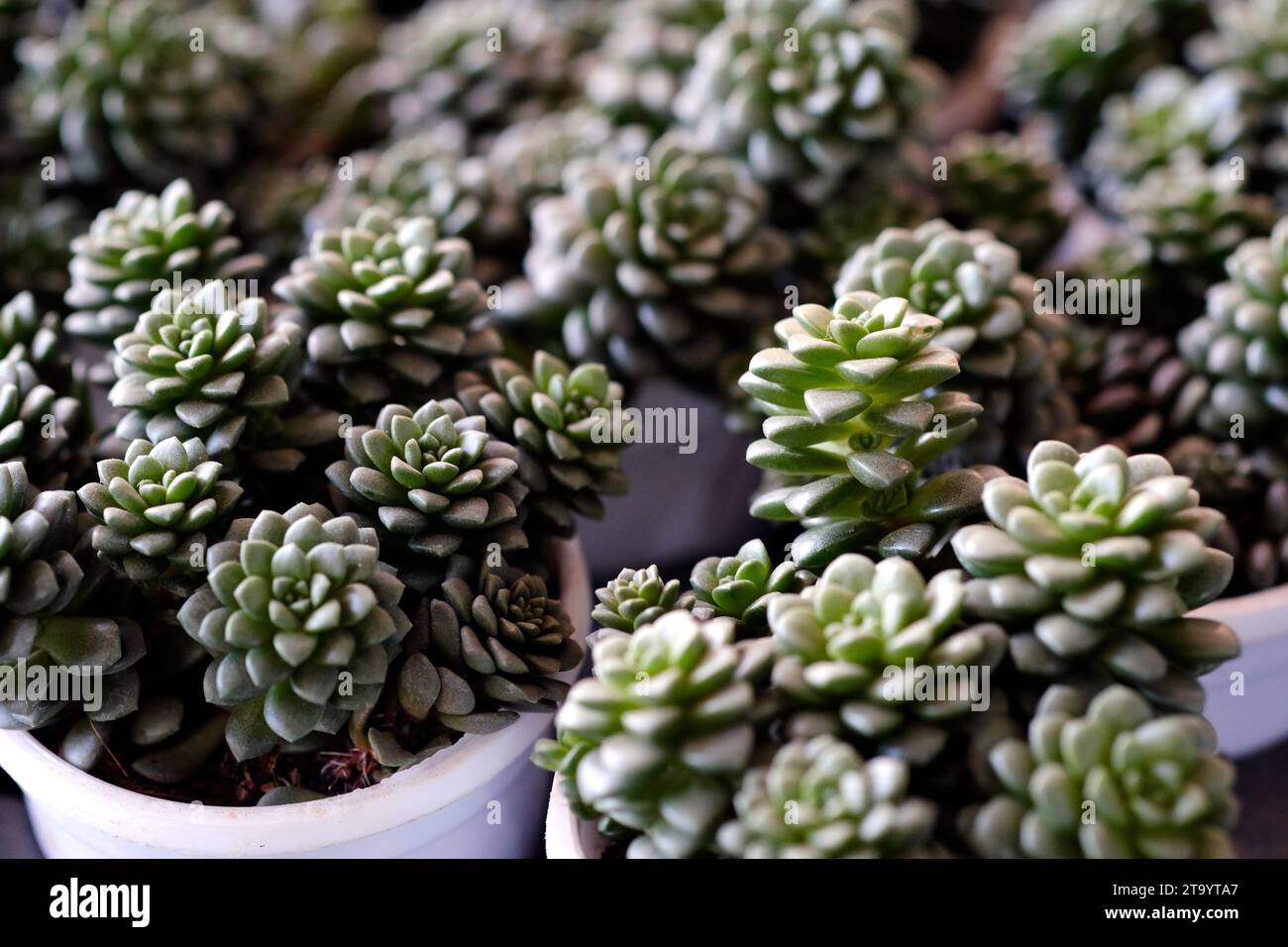 Set di piante in vaso Echeveria e altre succulente in diversi tipi, piccola pianta di Cactus, Kalanchoe in vaso bianco. Foto Stock