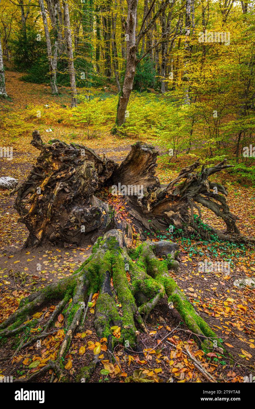 Le radici esposte di un enorme tronco caduto a terra e ora morto nel Bosco di Sant'Antonio. Abruzzo, Italia, Europa Foto Stock