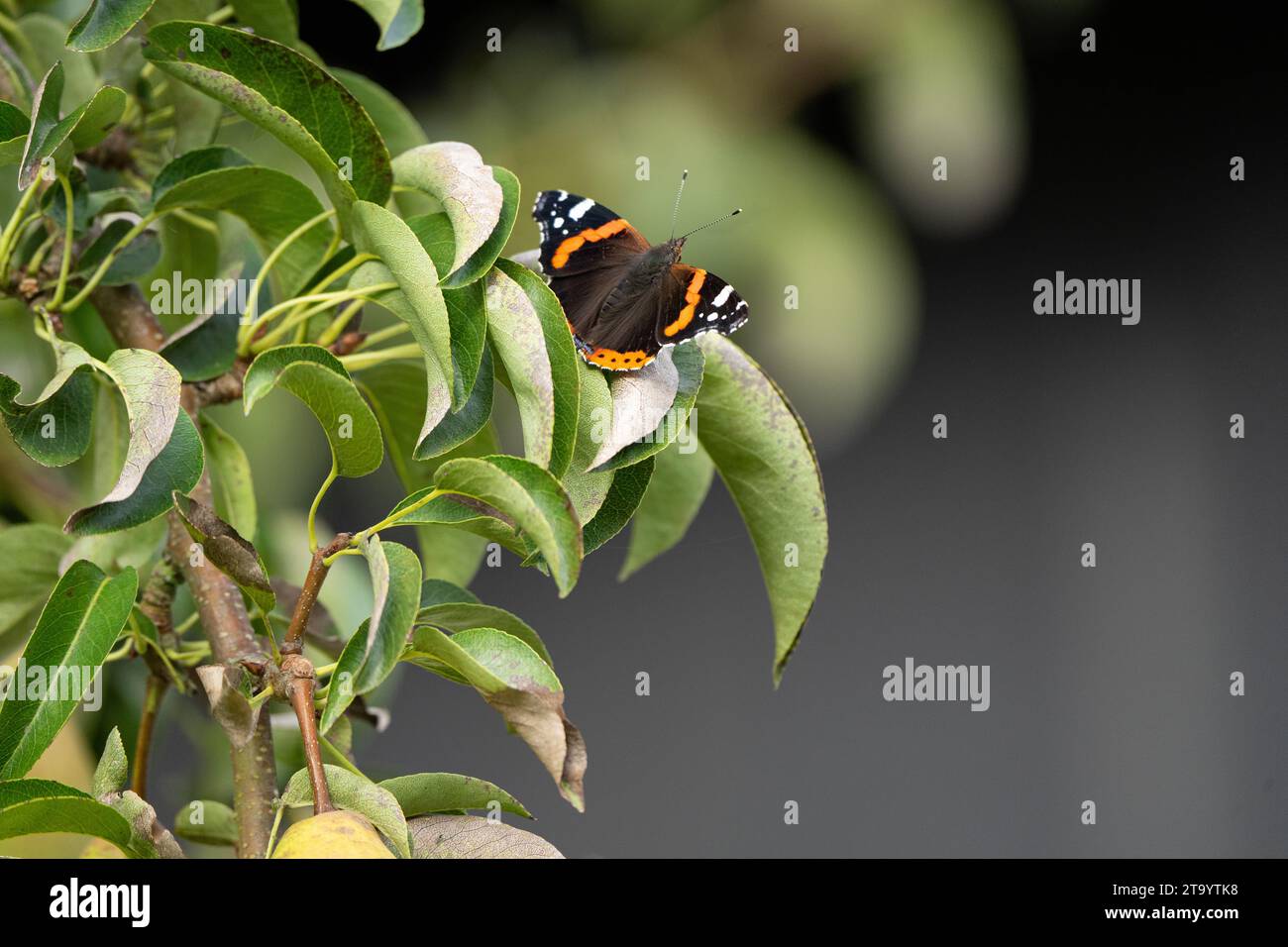 Red Admiral Butterfly seduta sulle foglie di un albero di pera con l'area inferiore destra dell'immagine lasciata vuota per didascalie o titoli Foto Stock