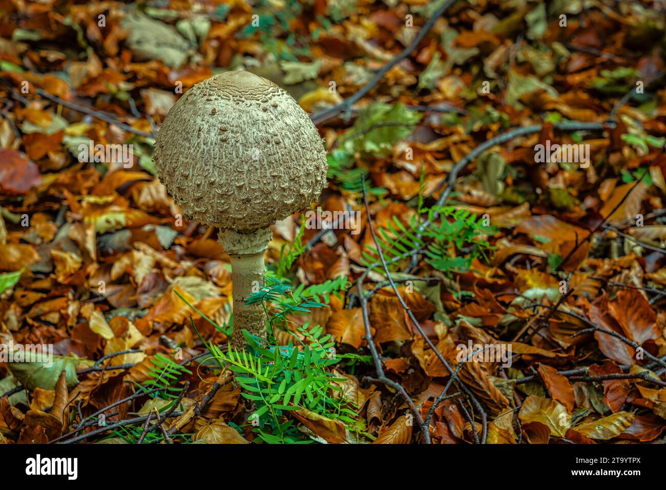 Bacchetta, Macrolepiota procera, grande fungo commestibile. Abruzzo, Italia, Europa Foto Stock