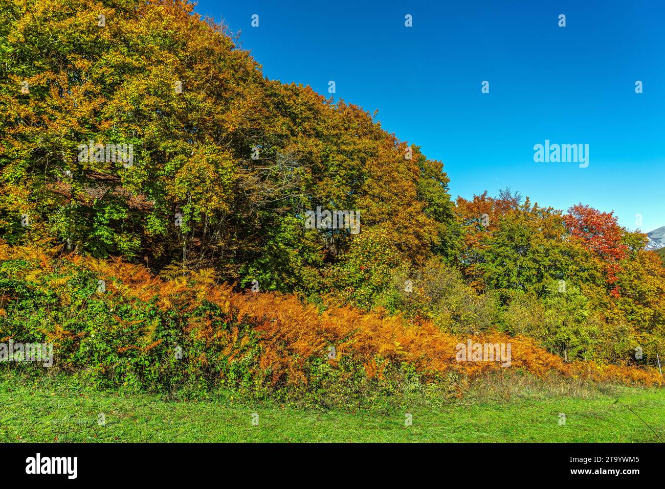 I boschi di faggio, quercia e acero delle montagne del Parco Nazionale della Maiella si colorano con i rossi e i gialli dell'autunno. Abruzzo, Italia, Europa Foto Stock