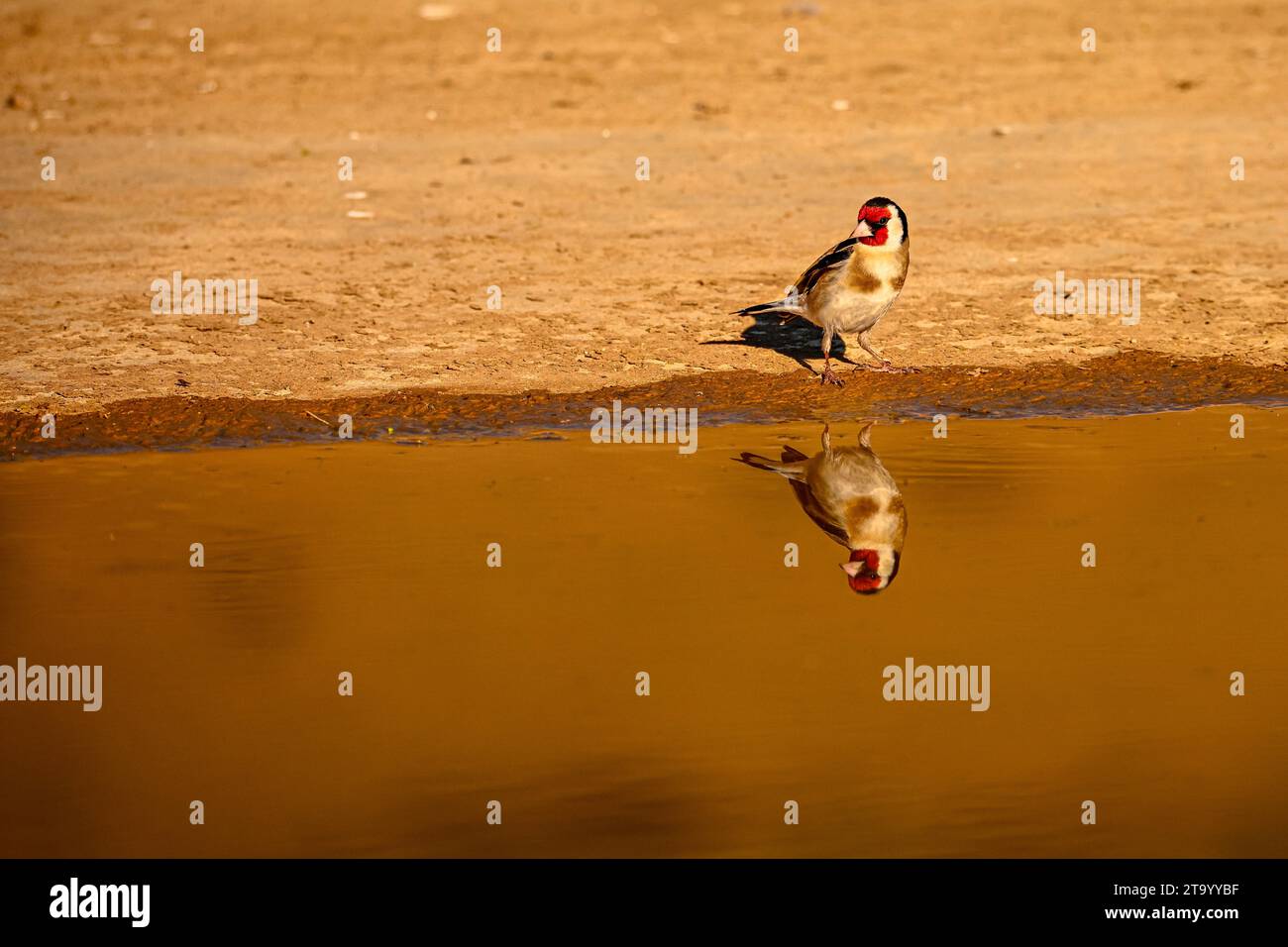 Goldfinch o Carduelis carduelis, riflesso in stagno dorato Foto Stock