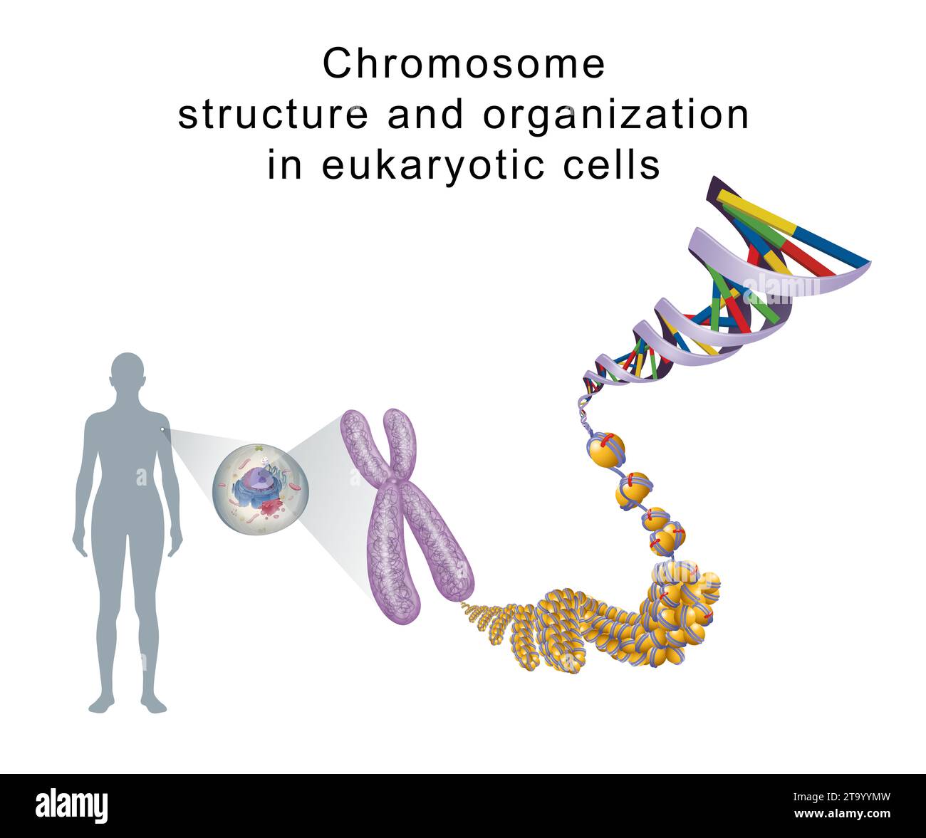 Struttura cromosomica e organizzazione nelle cellule eucariotiche Foto Stock