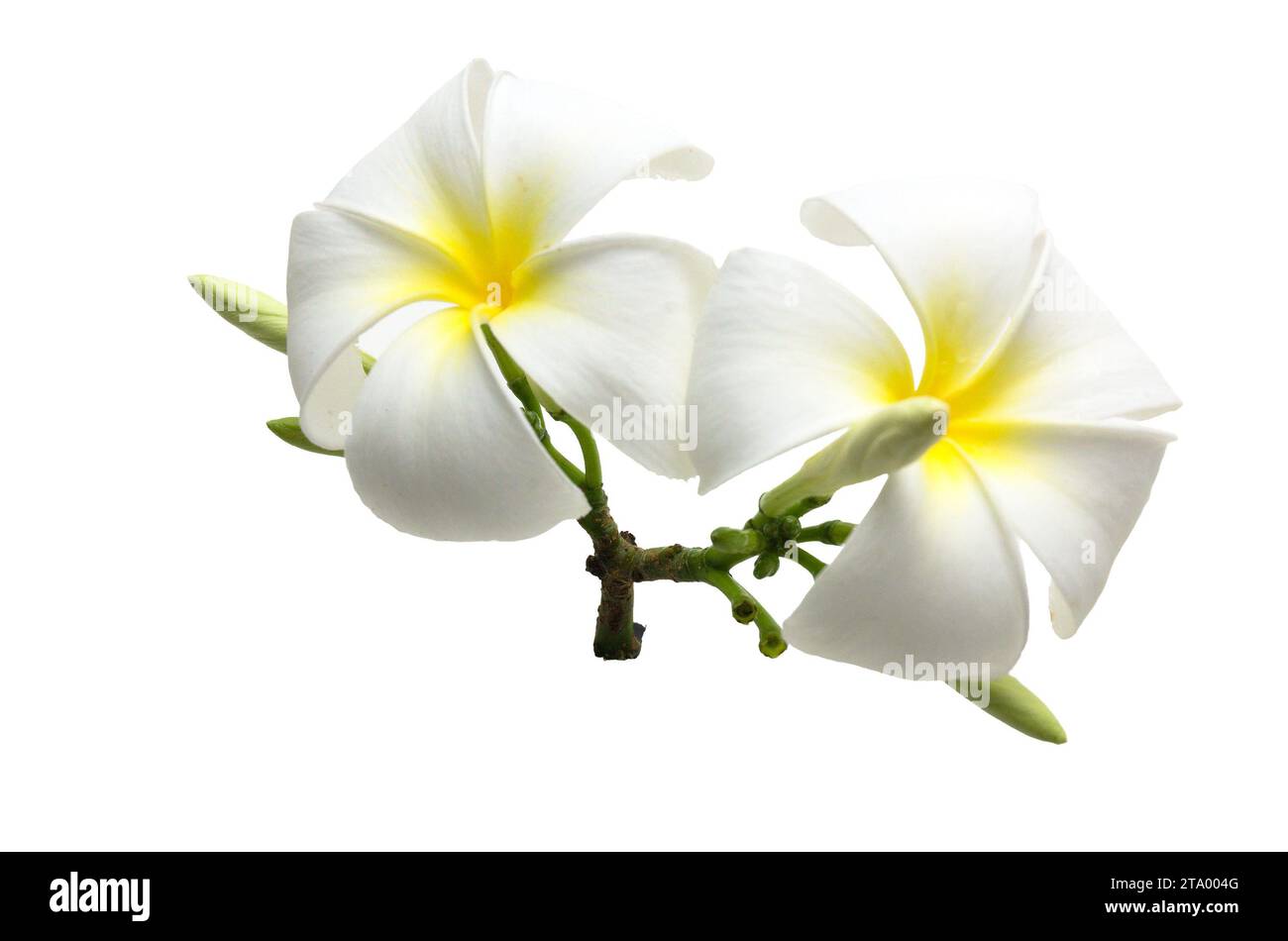 White Semboja è un gruppo di piante del genere Plumeria. Kamboja, Frangipani, Foto Stock