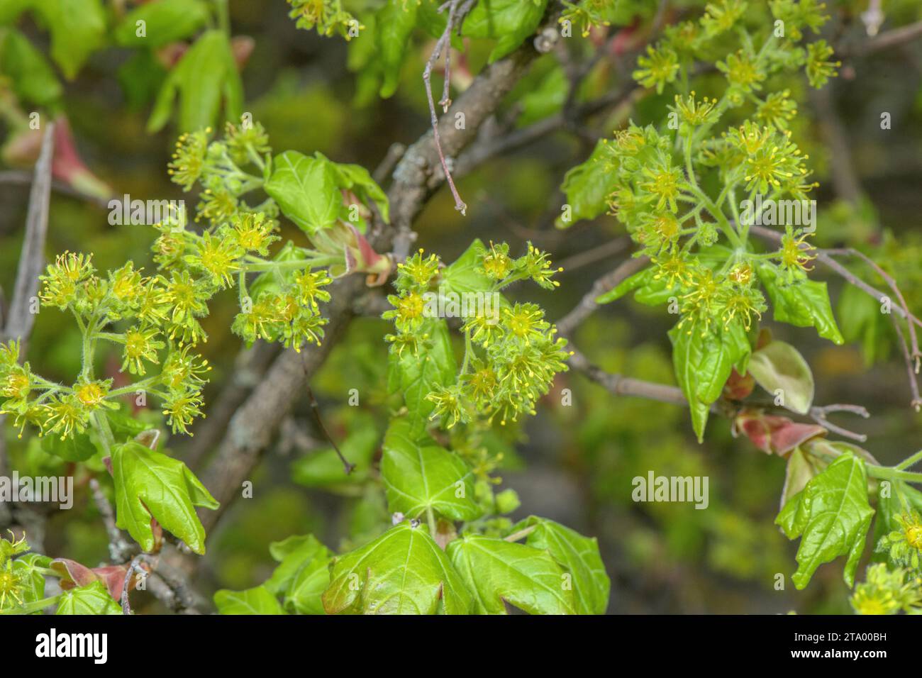 Acero Montpellier, Acer monspessulanum, in fiore in primavera. Foto Stock