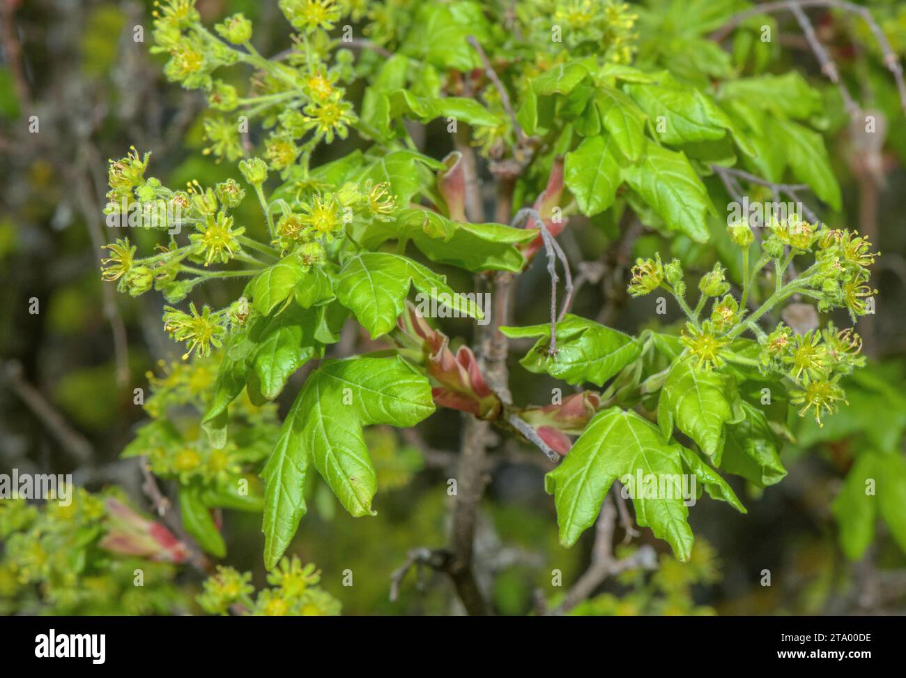 Acero Montpellier, Acer monspessulanum, in fiore in primavera. Foto Stock