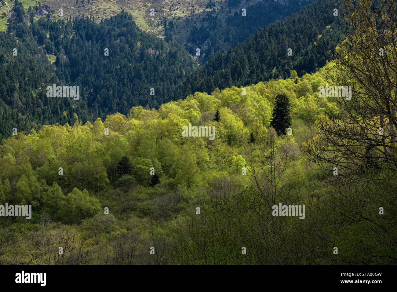 Boschi di montagna misti nei Pirenei spagnoli, a sud della Val d'Aran. Foto Stock