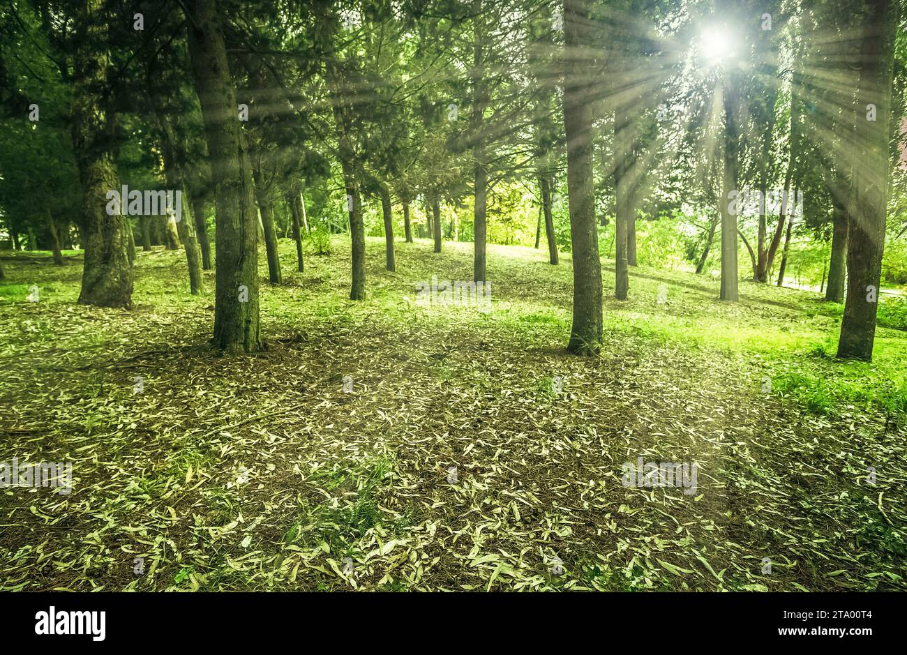 foresta verde soleggiata con gli alberi che si illuminano la mattina presto, albero naturale con foglie Foto Stock
