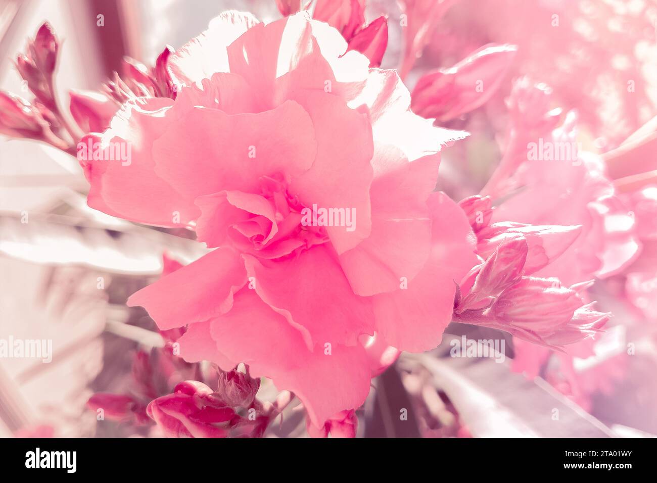 dettagli di rosa rosa in giardino sotto la luce del sole, festività di san valentino e love concept Foto Stock