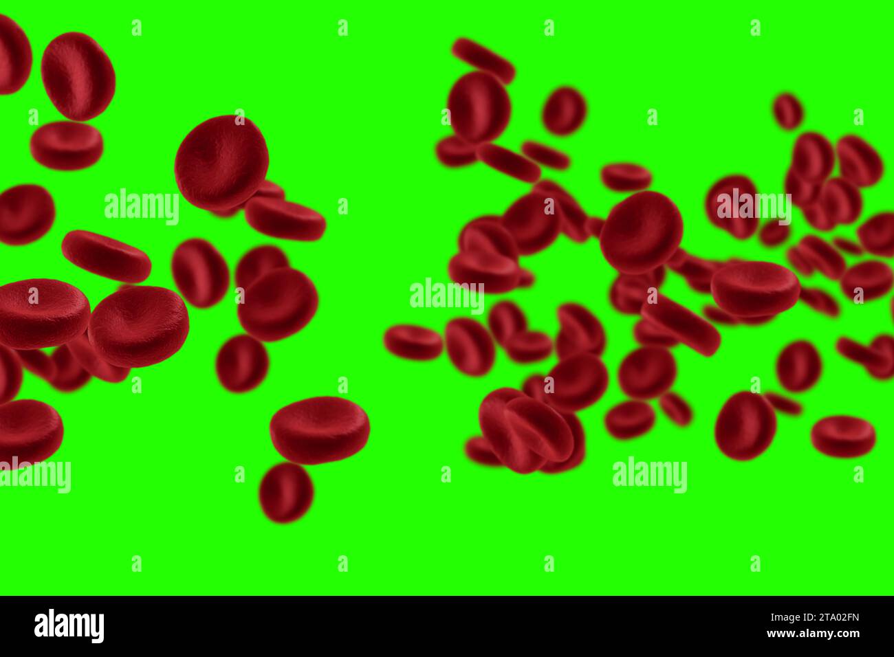 3D rendering globuli rossi in un'arteria, flusso all'interno del corpo, assistenza sanitaria umana medica su sfondo cromatico chiave schermo verde Foto Stock