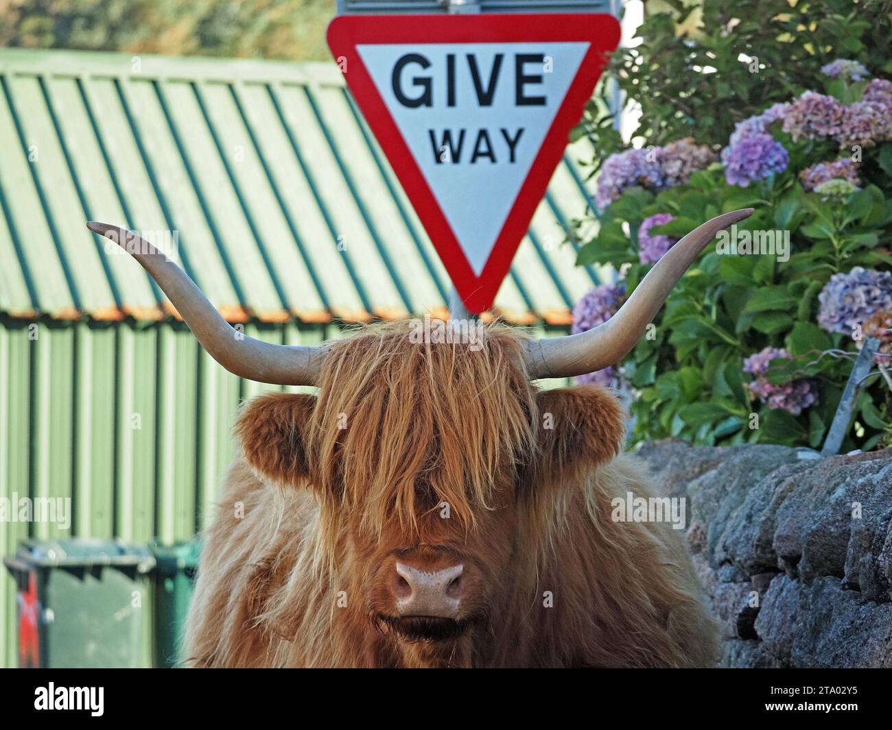 Curiosa giustapposizione di mucca delle Highland con lunghe corna appuntite e naso bagnato lucente sotto il cartello di passaggio e ortensie a Fionnphort, Mull, Scozia, Regno Unito Foto Stock