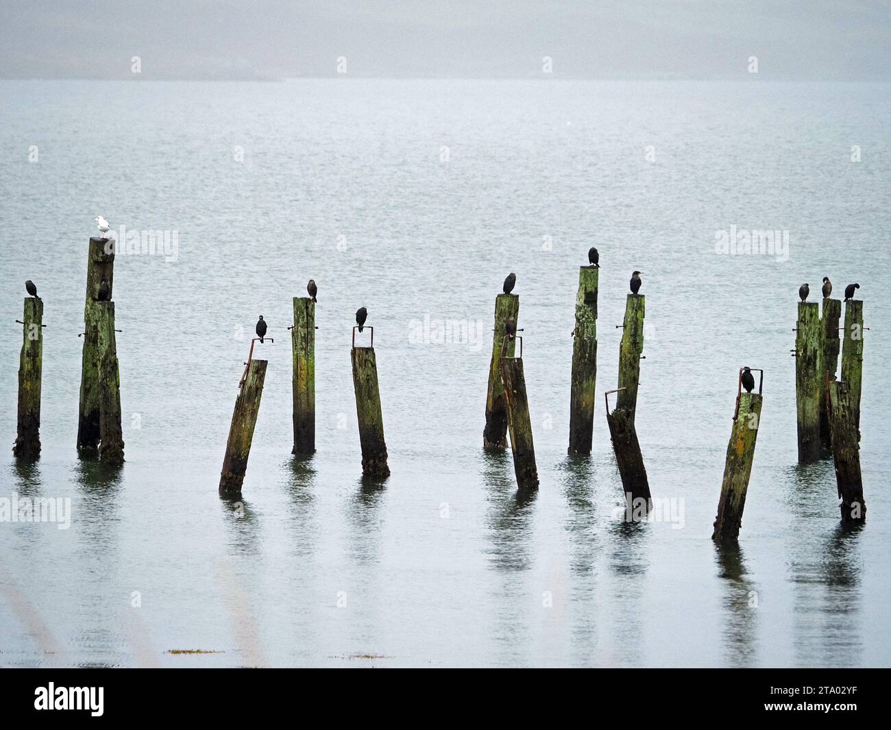 Riflessi in alta immagine di 1 gabbiano bianco e 9 cormorani neri su vecchi pali scuri pendenti dell'ex molo sul mare chiaro al largo di Mull, Scozia, Regno Unito Foto Stock