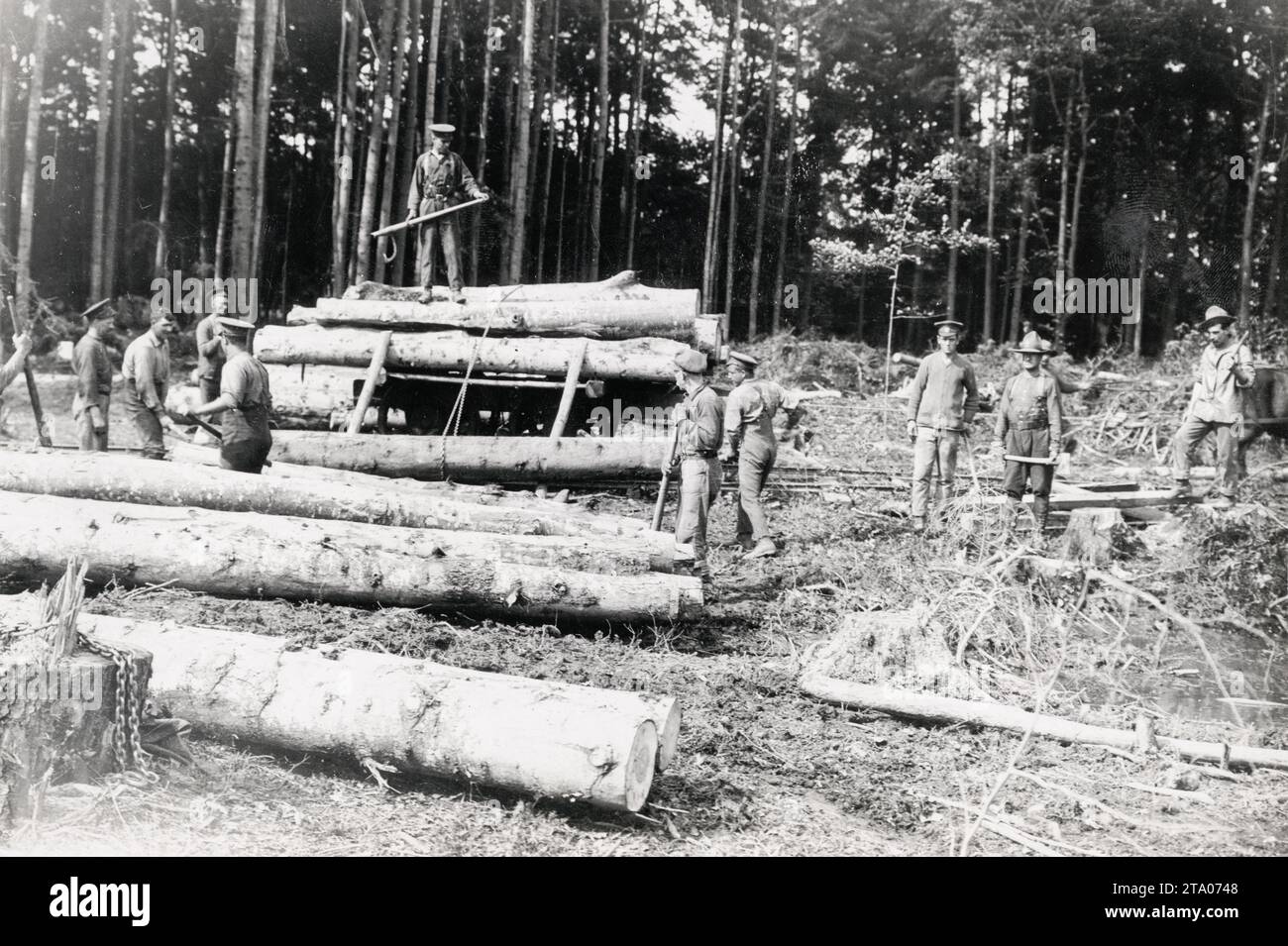 Prima guerra mondiale - truppe che abbattono alberi Foto Stock