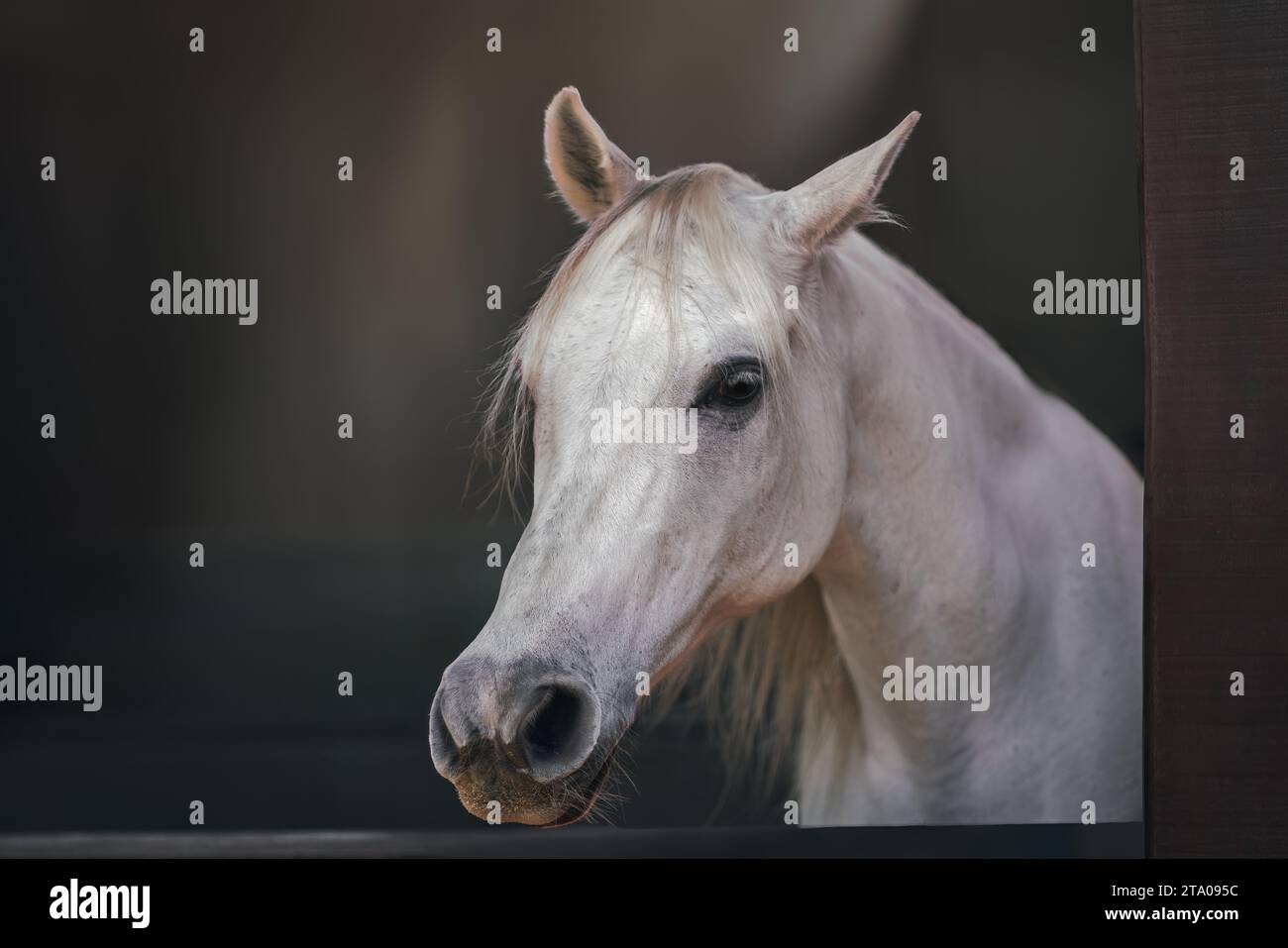 Bella testa di cavallo bianco (Equus ferus caballus) Foto Stock