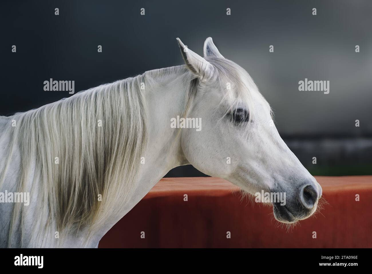 Bella testa di cavallo bianco (Equus ferus caballus) Foto Stock