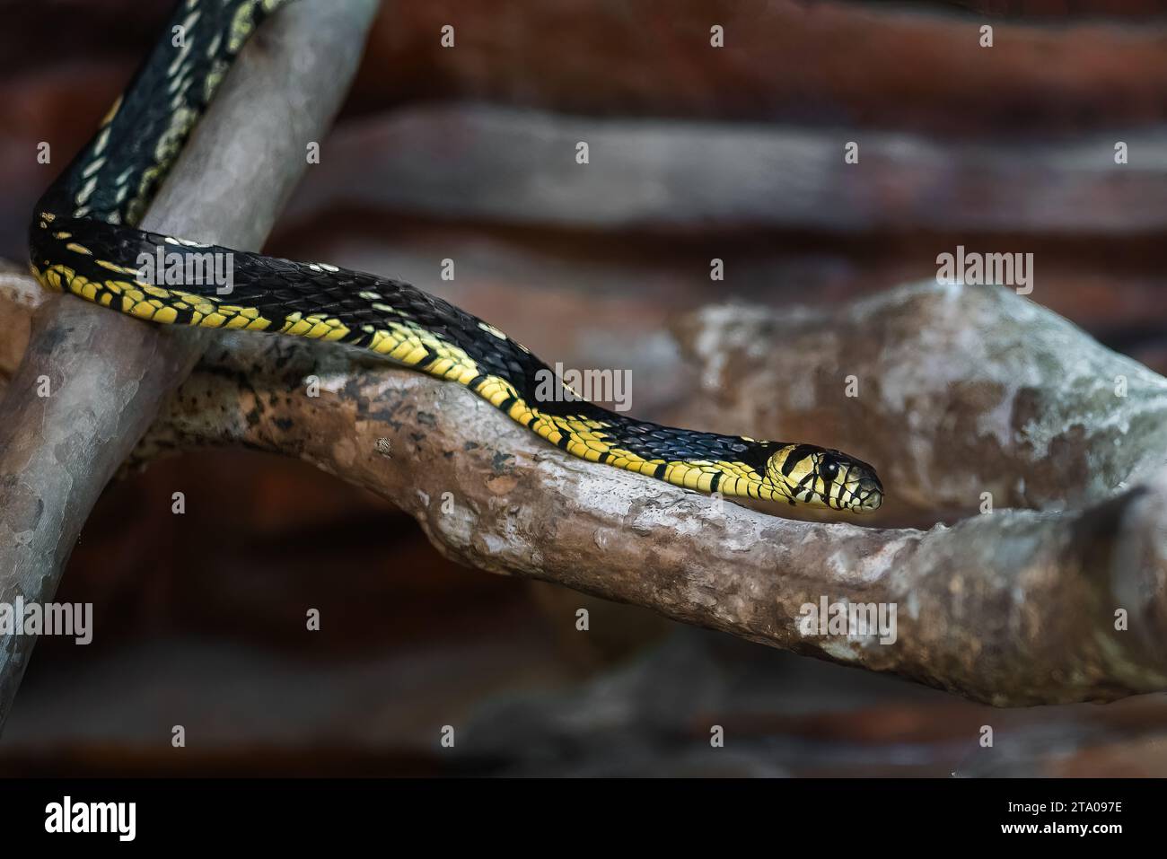 Serpente di pollo (Spilotes pullatus) - Caninana Foto Stock