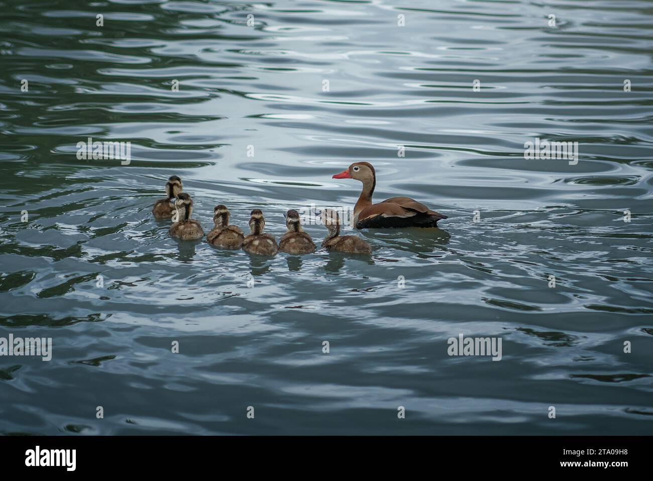 Famiglia di anatre con abbellimento nero (Dendrocygna autumnalis) Foto Stock