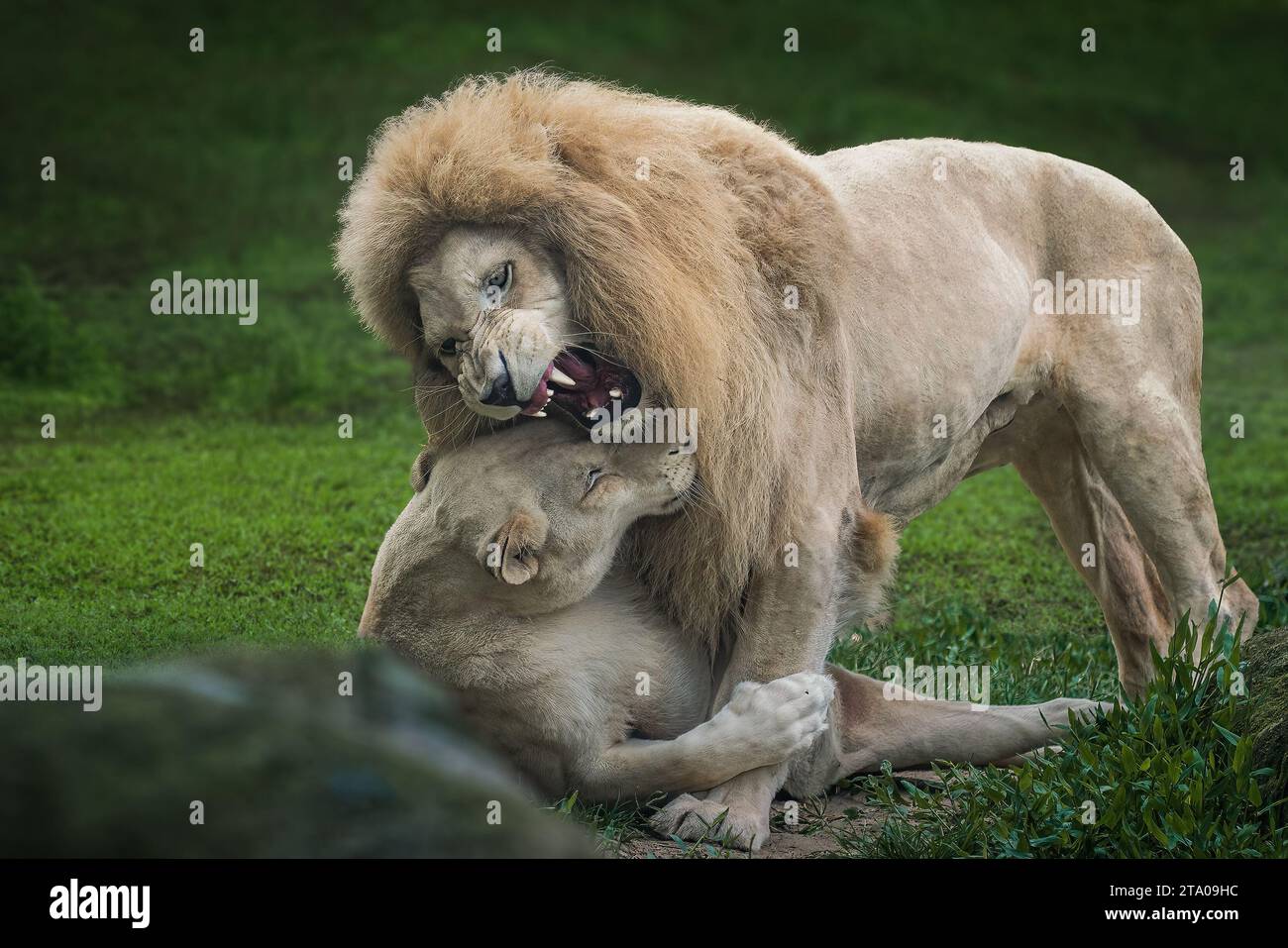 Feroce leone bianco e leonessa che suonano (Panthera leo) - leone leucistico Foto Stock