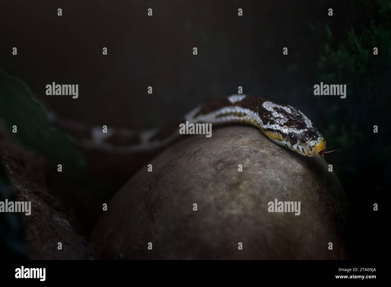 Serpente di mais aneritristico (Pantherophis guttatus) Foto Stock