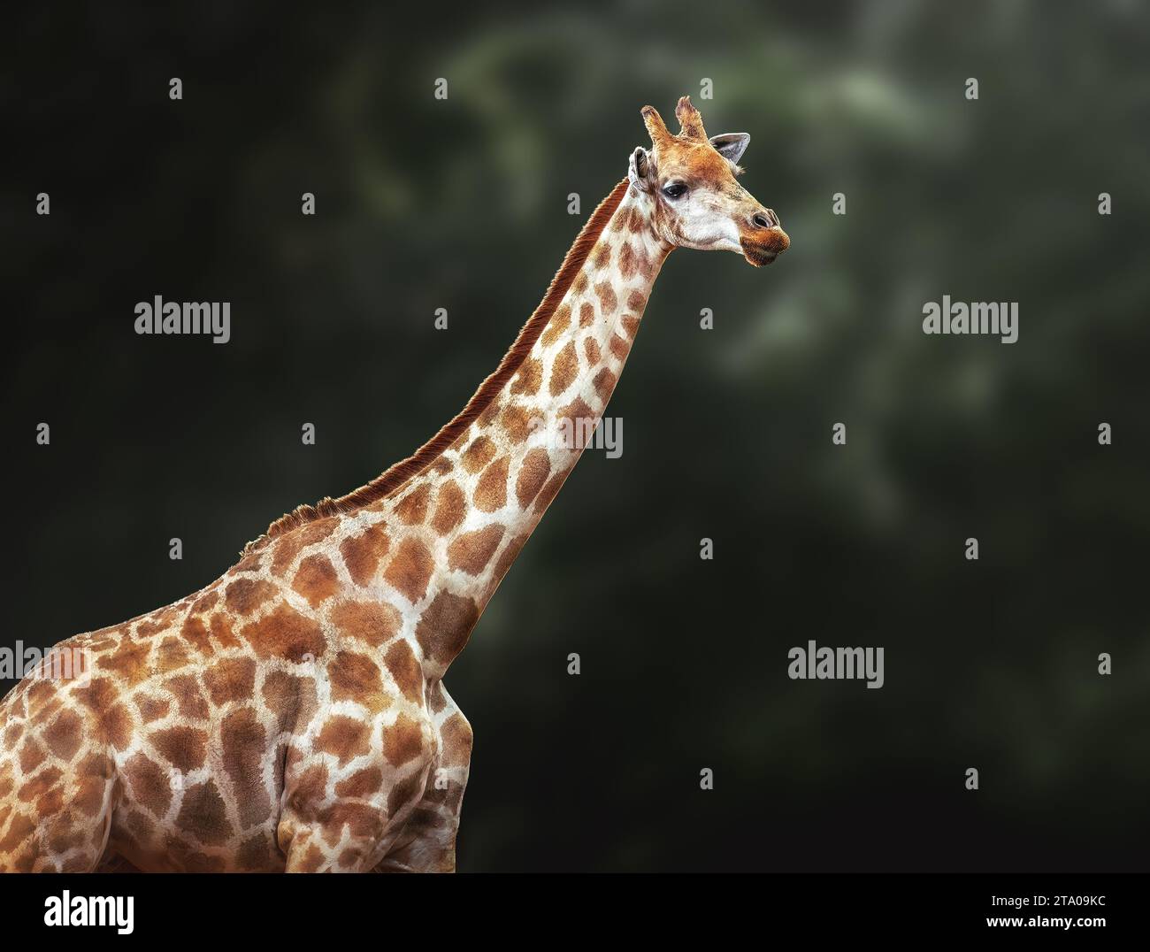 Sud Africa (Giraffa Giraffa camelopardalis giraffa) Foto Stock