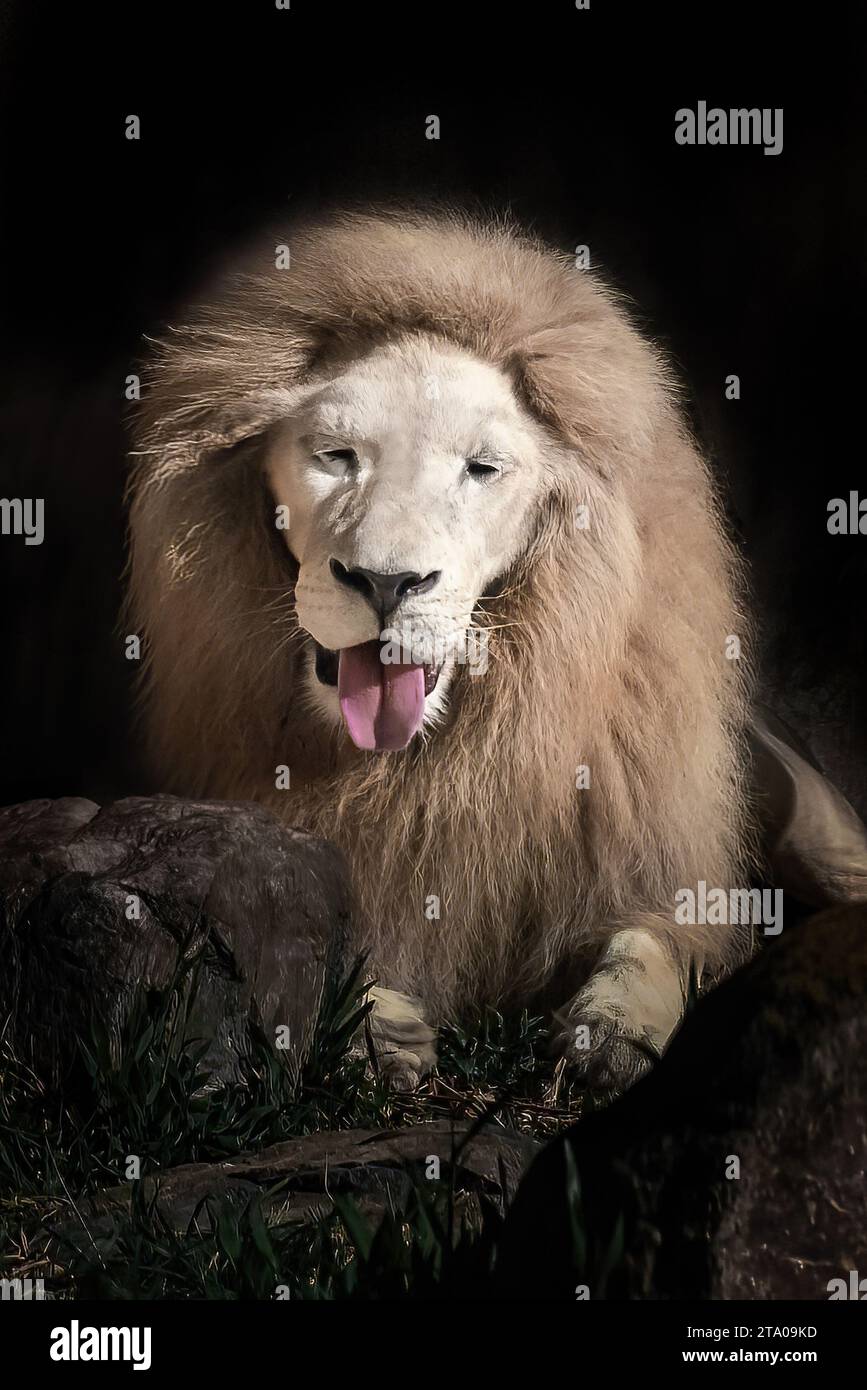 Leone bianco che mostra la lingua (Panthera leo) - leone leucistico Foto Stock