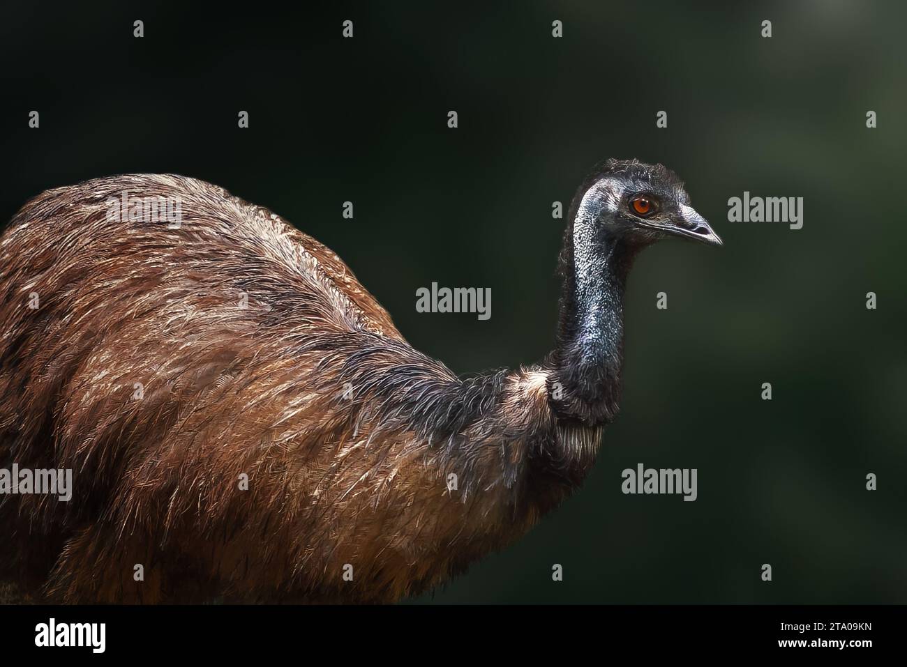 Emu (Dromaius novaehollandiae) - uccello senza volo australiano Foto Stock