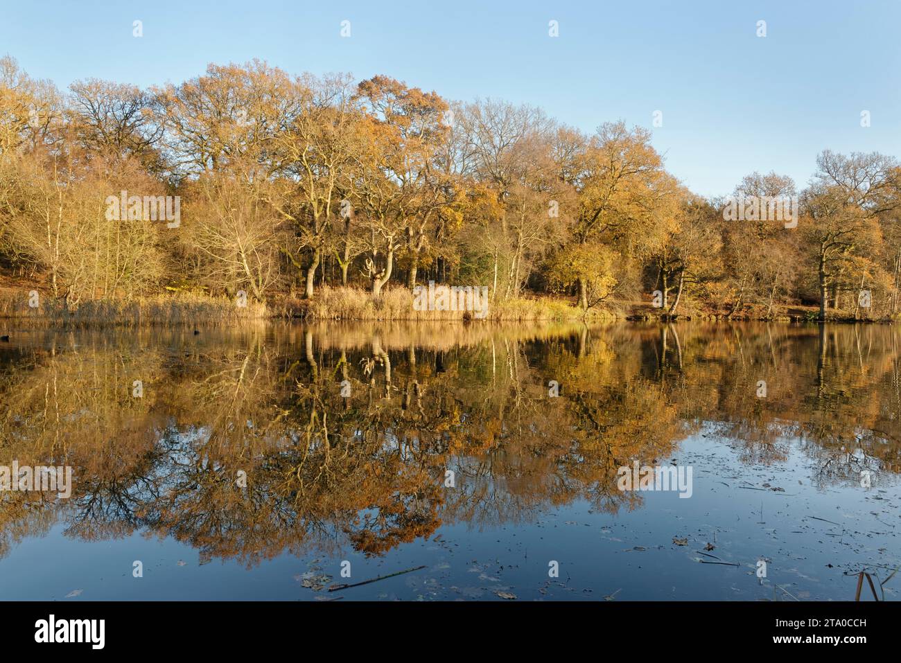 Alberi di quercia inglese autunnale (Quercus robur) riflessi in Cannop Ponds all'inizio dell'inverno, Gloucestershire, Regno Unito, dicembre. Foto Stock