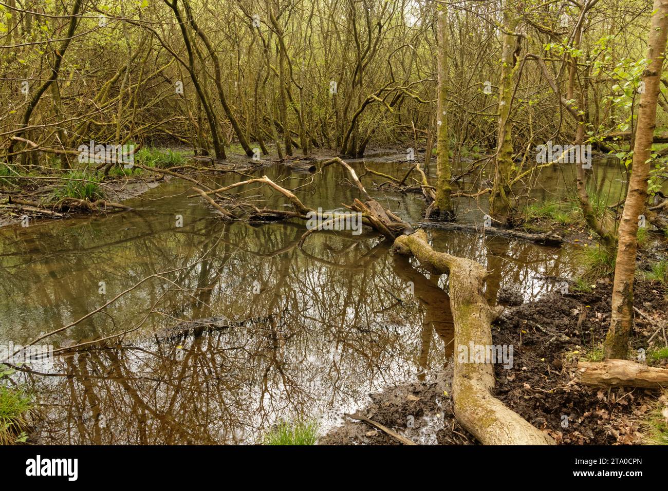 Cannop Brook che scorre attraverso fitti boschi boggy umidi della riserva naturale di Cannop Bridge Marsh, Forest of Dean, Gloucestershire, Regno Unito, maggio. Foto Stock