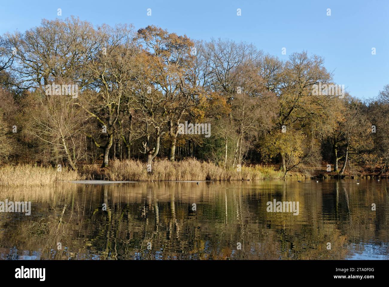 Alberi di quercia (Quercus robur) che circondano stagni di Cannop con uccelli selvatici tra cui anatra di Maiard (Anas platyrhynchos) che nuotano, Forest of Dean, Glos, dicembre. Foto Stock