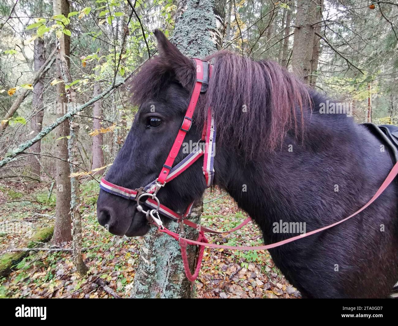 Marrone cavallo islandese Foto Stock