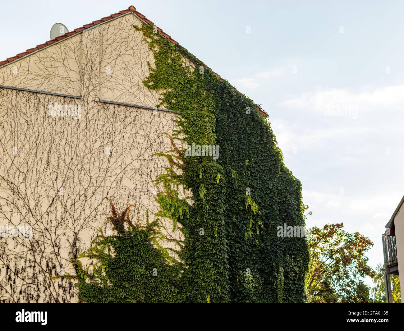 Facciata verde con piante di edera sull'esterno dell'edificio. Modo ecologico di adattamento climatico in un ambiente urbano. I bellissimi persiani con le foglie Foto Stock