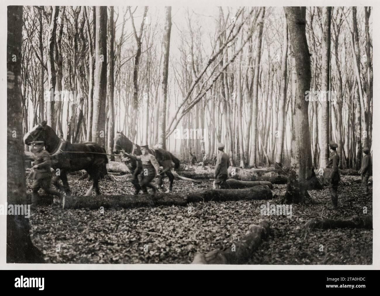 Prima guerra mondiale - truppe britanniche al lavoro in una foresta francese Foto Stock