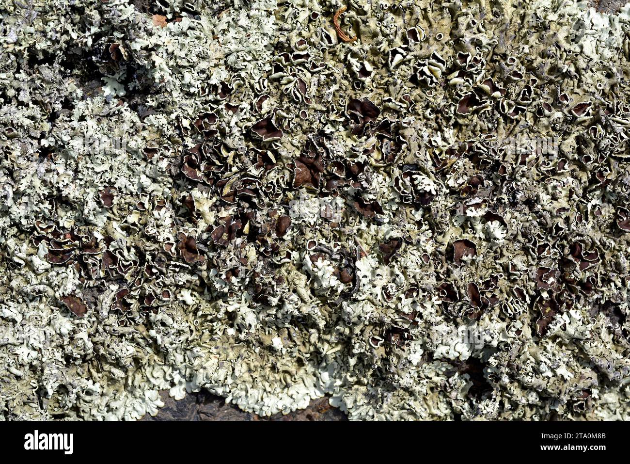 Scudo roccioso con pepato (Xanthoparmelia conspersa). Les Alberes Parco Naturale, Girona, Catalogna, Spagna. Foto Stock