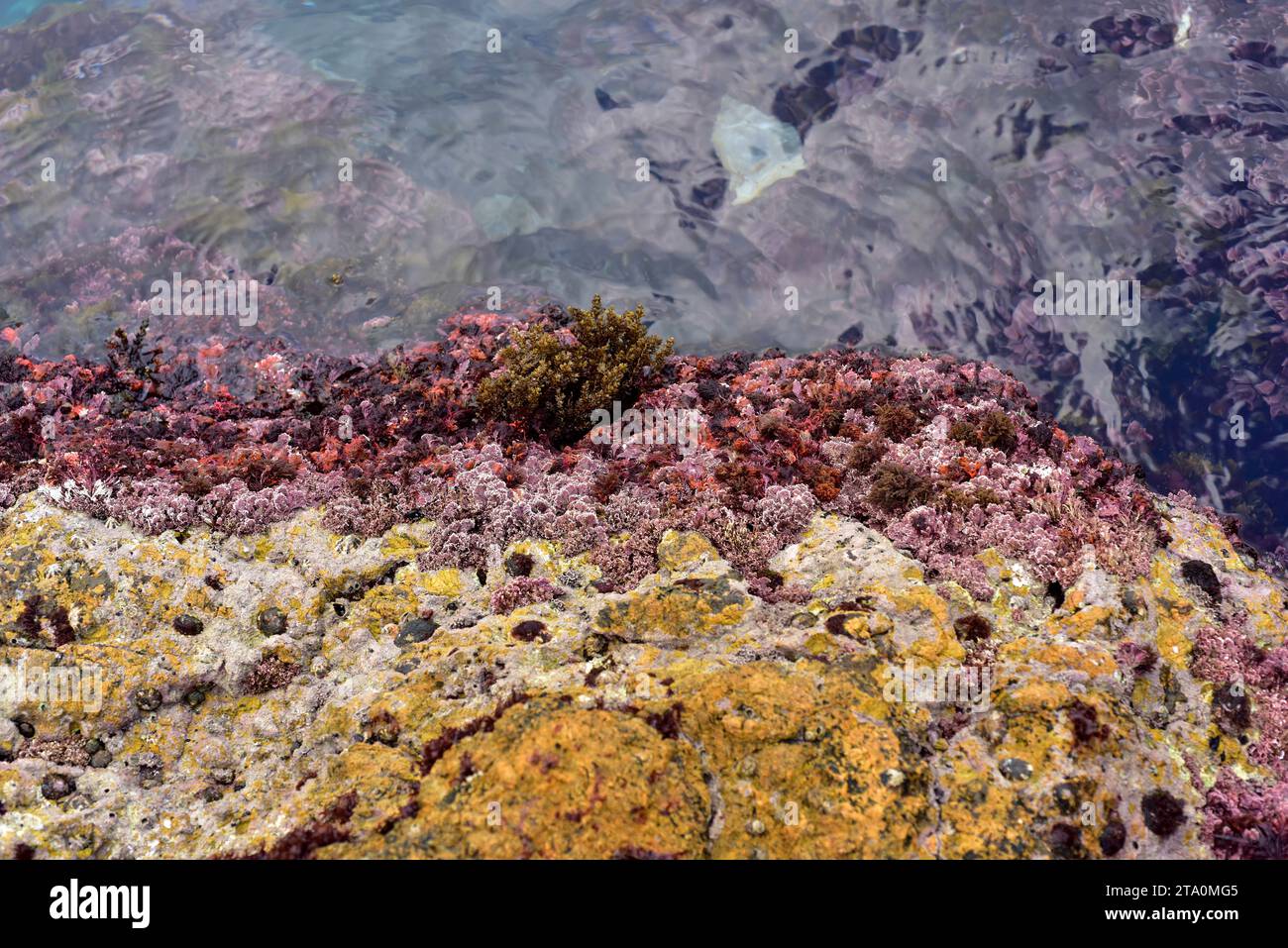 Corallina elongata è un'alga marina rossa con scheletro calcareo. Questa foto è stata scattata a SA Tuna, Begur, provincia di Girona, Catalogna, Spagna. Foto Stock