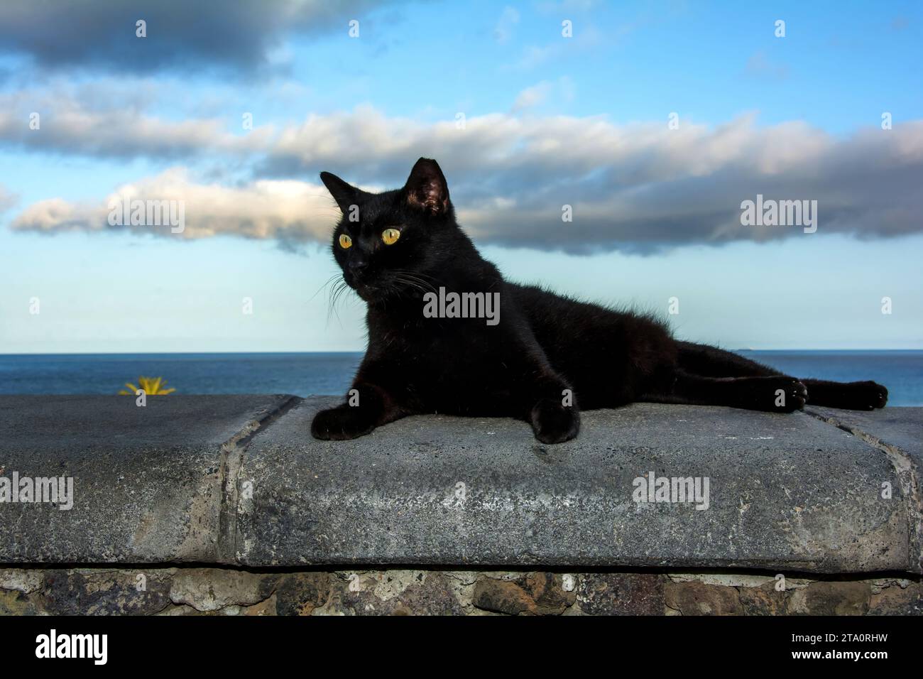 Un gatto di strada selvaggio nero soffice su un muro, con mare e cielo blu, sull'isola Canaria di Gran Canaria in Spagna Foto Stock