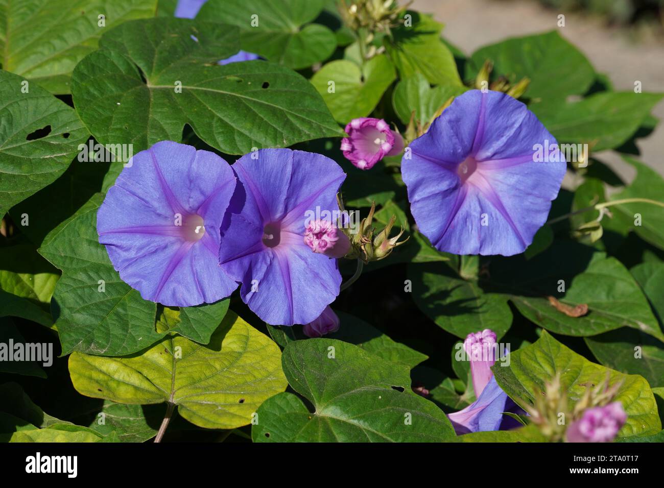 Gloria mattutina, o alba blu, o fiori viola blu Ipomoea Foto Stock