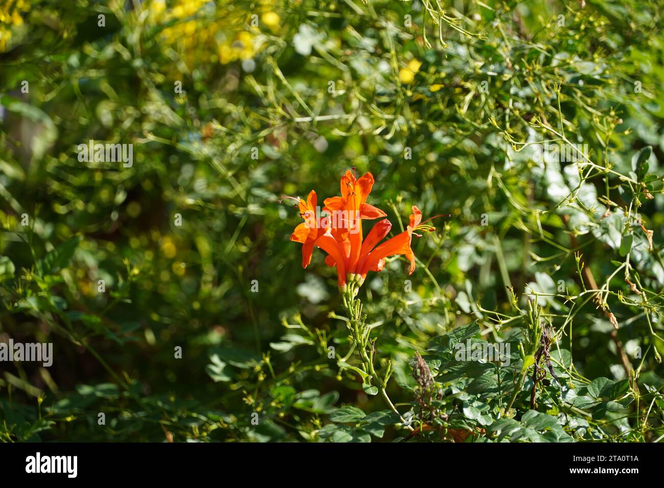 Caprifoglio o arbusto Tecoma capensis con fiori d'arancio Foto Stock