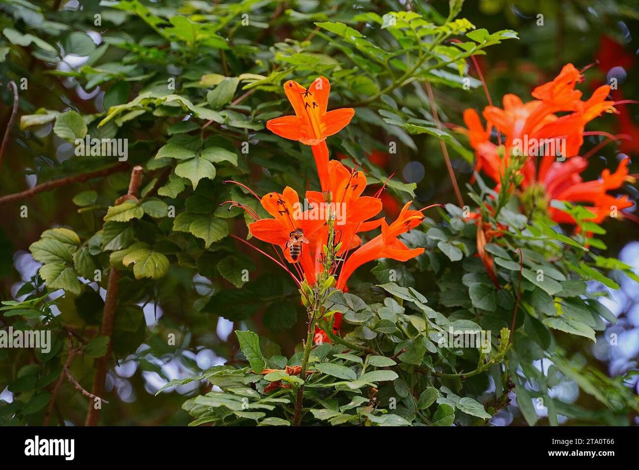 Caprifoglio del Capo, o Tecomaria capensis fiori d'arancio, e un'ape miele, o Apis mellifera Foto Stock