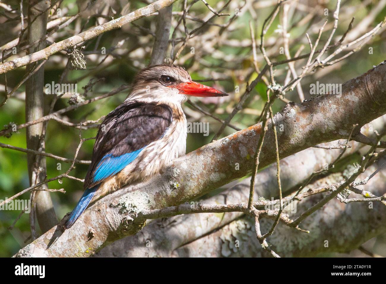 Kingfisher con cappuccio marrone (Halcyon albiventris), un albero kingfisher, Wilderness, Western Cape, Sudafrica Foto Stock