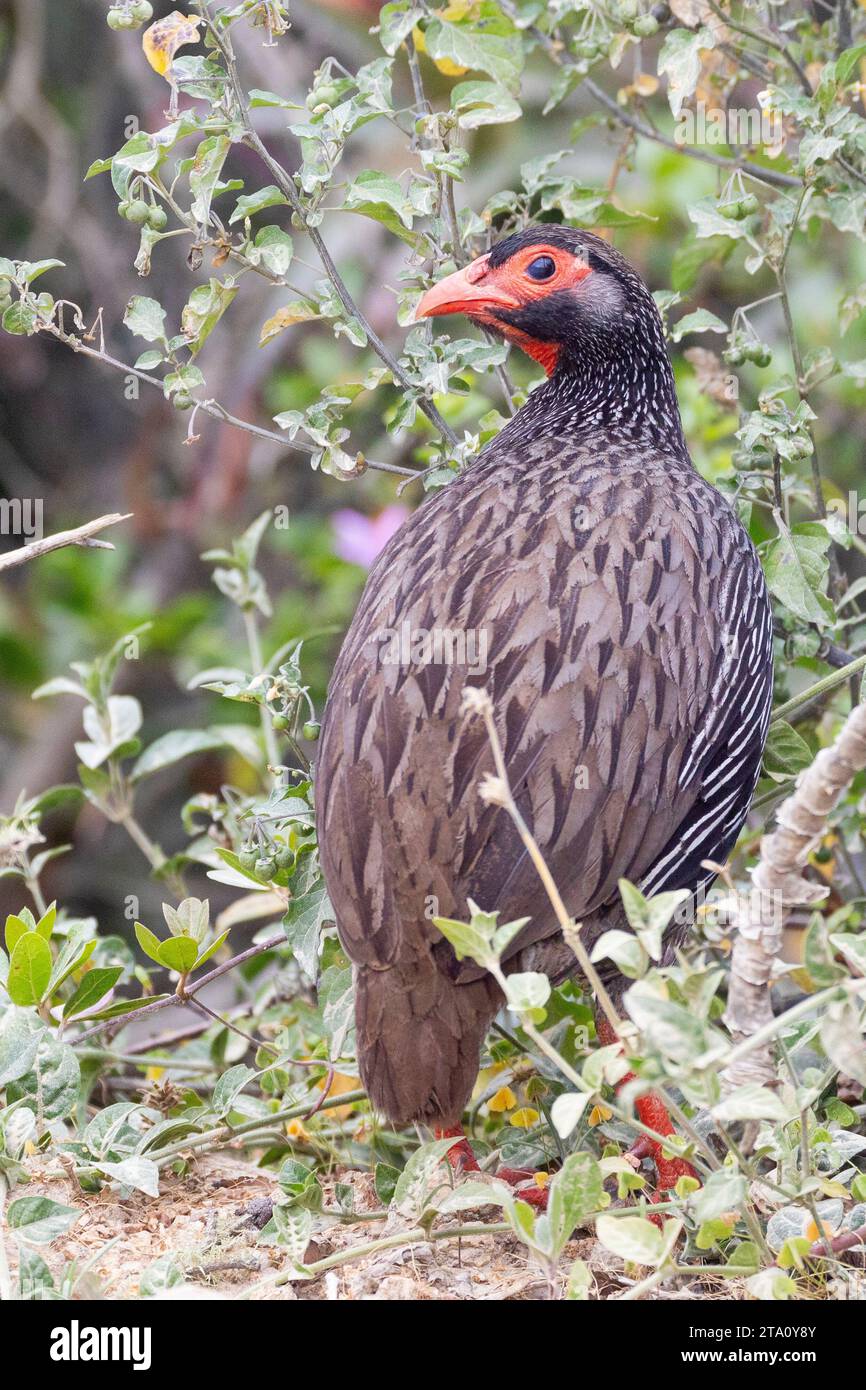 Selvaggina dal collo rosso o Francolin dal collo rosso (Pternistis afer) Wilderness, Capo Occidentale, Sudafrica Foto Stock