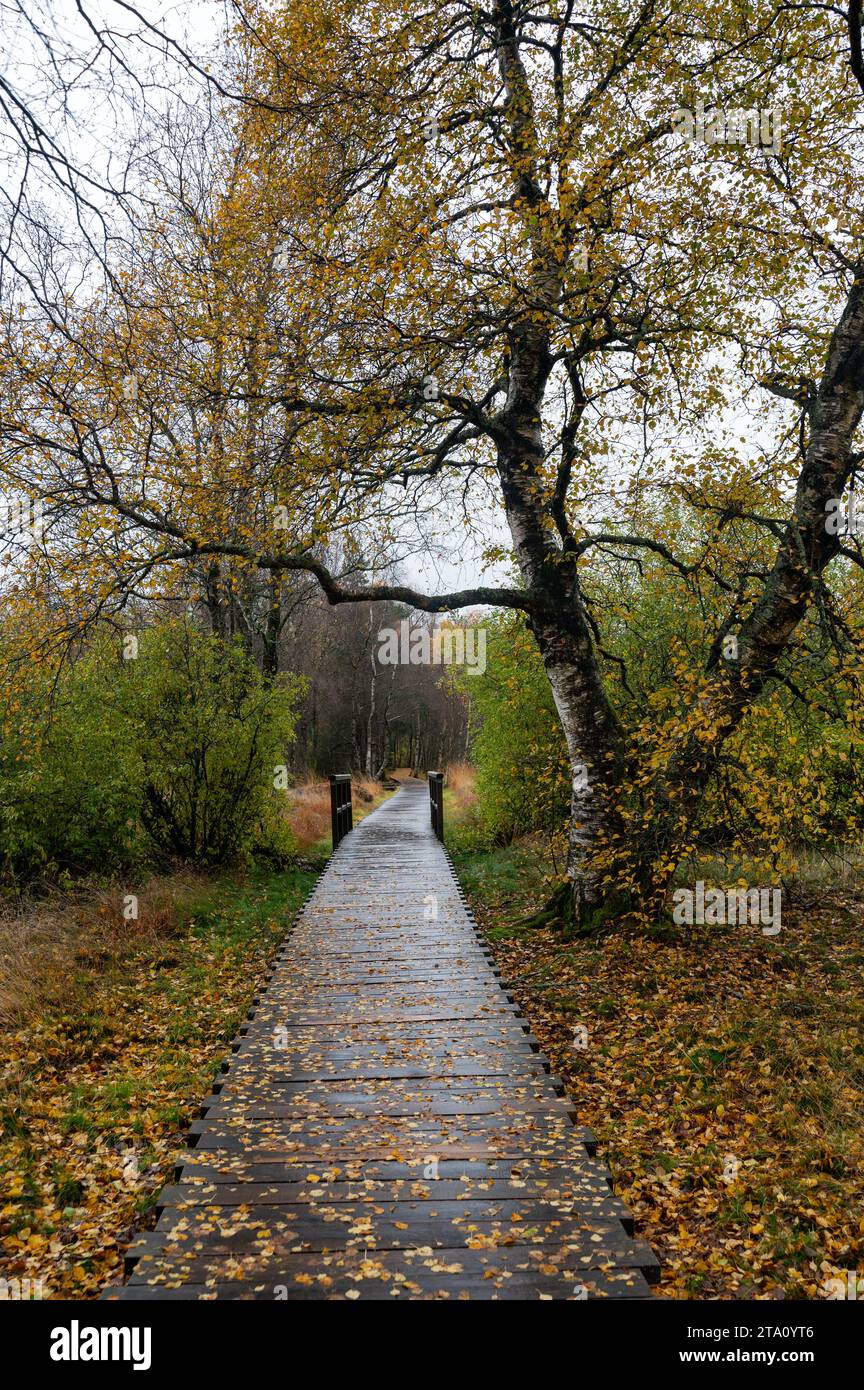 Passerella pedonale in legno nella brughiera di Schwarzes nel Rhoen, in Baviera, in Germania, in autunno dopo la pioggia Foto Stock