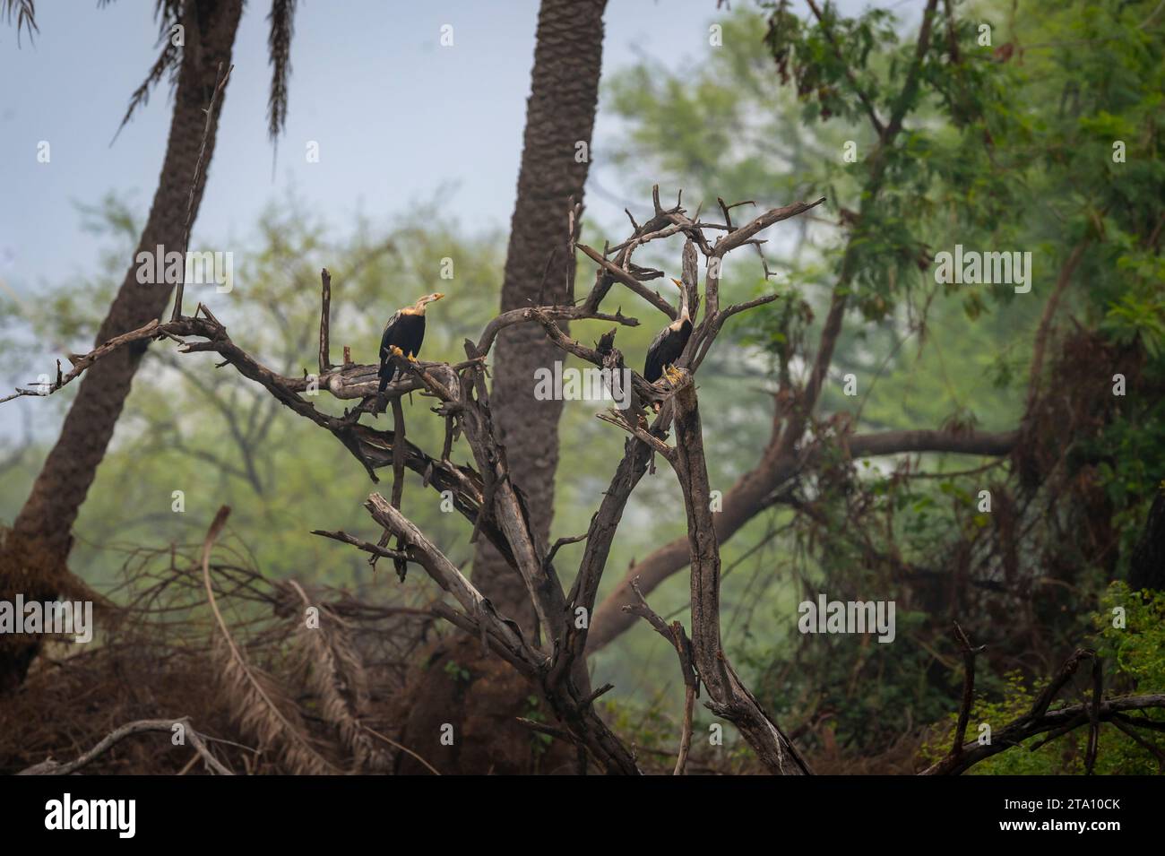 Coppia di melanogaster Oriental darter o Indian darter o Anhinga arroccati in uno splendido sfondo verde naturale nel parco nazionale keoladeo di bharatpur Foto Stock