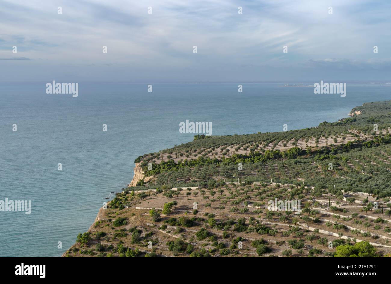 Vista sopraelevata degli ulivi, del Parco Nazionale del Gargano, della Puglia, dell'Italia meridionale Foto Stock
