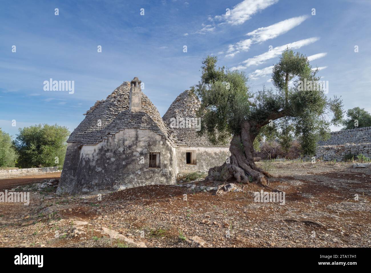 Ulivi e trulli nella Valle d'Itria, Puglia, Italia Foto Stock