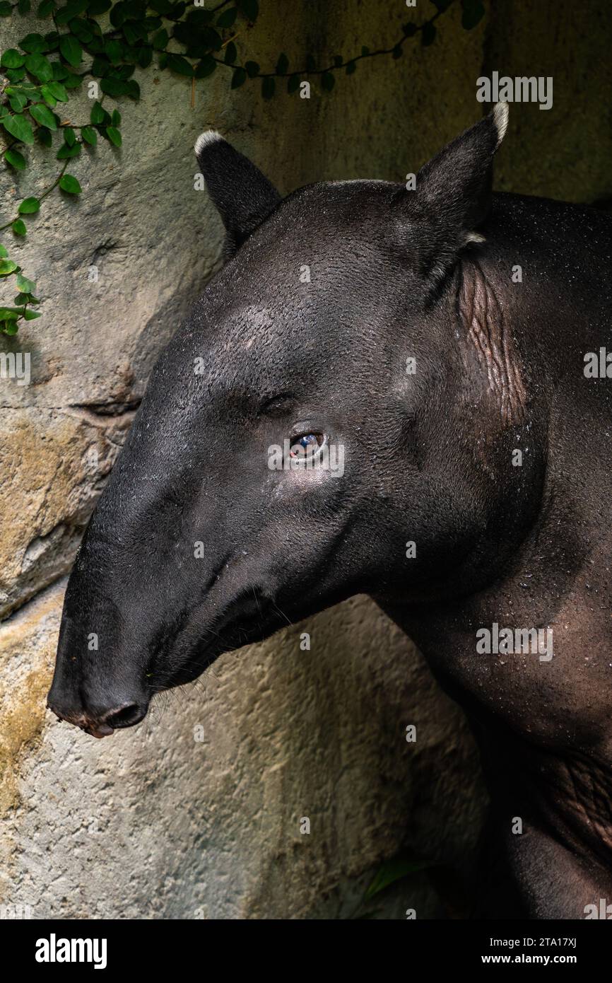Tapir malese - Tapirus indicus, ritratto di uno splendido tapir timido a rischio di estinzione dalle zone umide asiatiche e dalle pianure tropicali della Malesia. Foto Stock