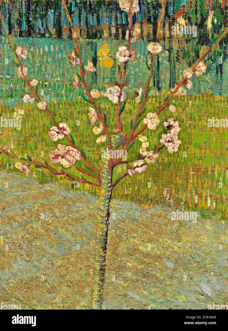 Almond Tree in Blossom, 1888 (olio su tela) dell'artista Gogh, Vincent van (1853-90) / olandese. Illustrazione Vettoriale