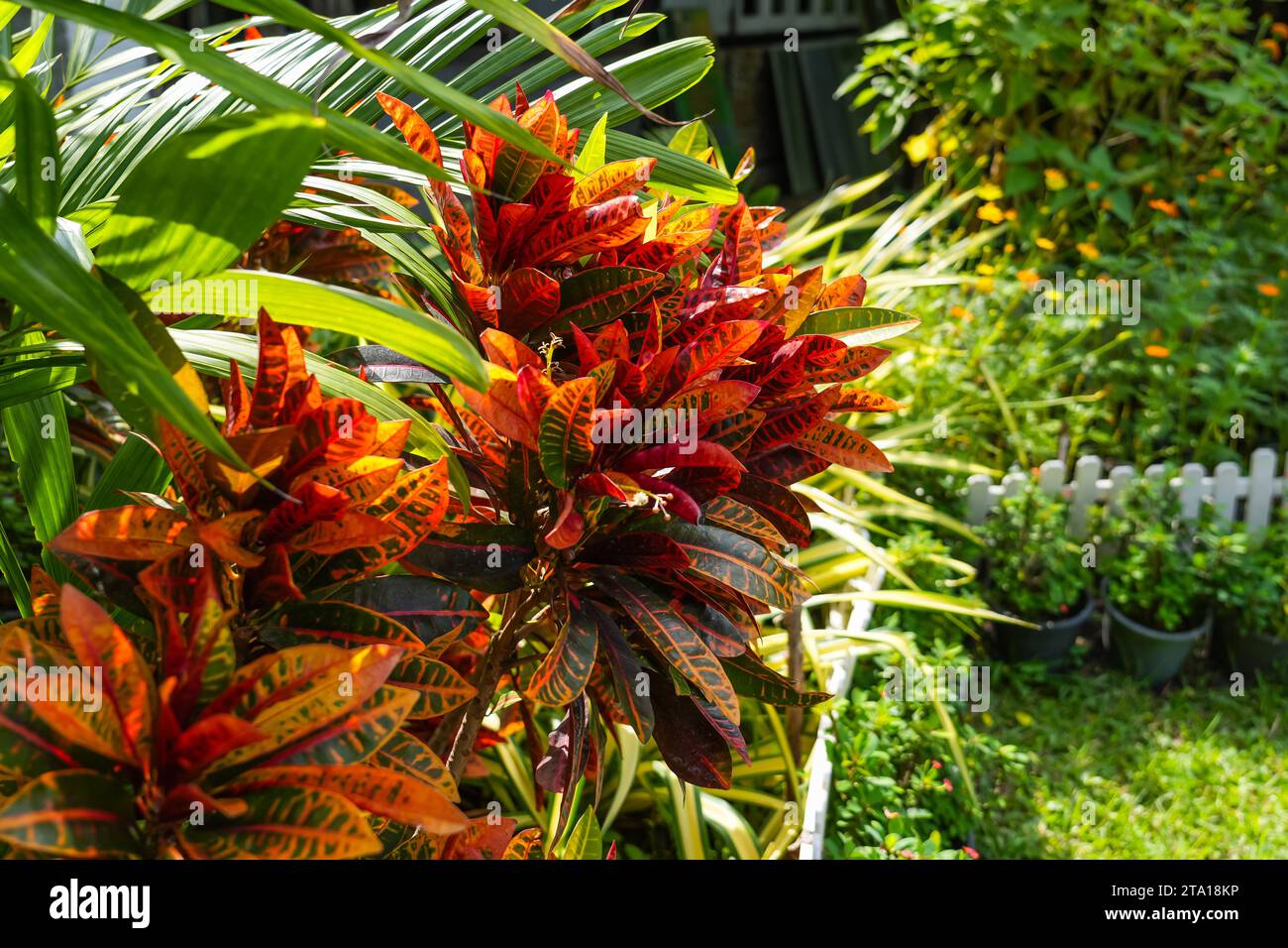 Pianta di Croton, foglie di pianta di croton rosse e arancioni. Foto Stock
