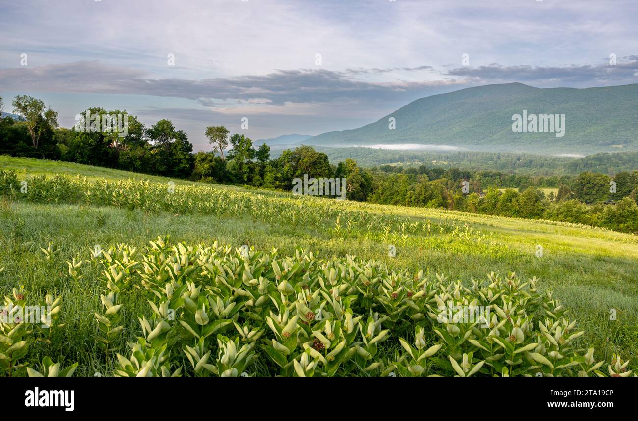 Vista di un campo di alghe lattiere e del Monte Equinox sullo sfondo durante l'estate a Manchester, Vermont. Foto Stock