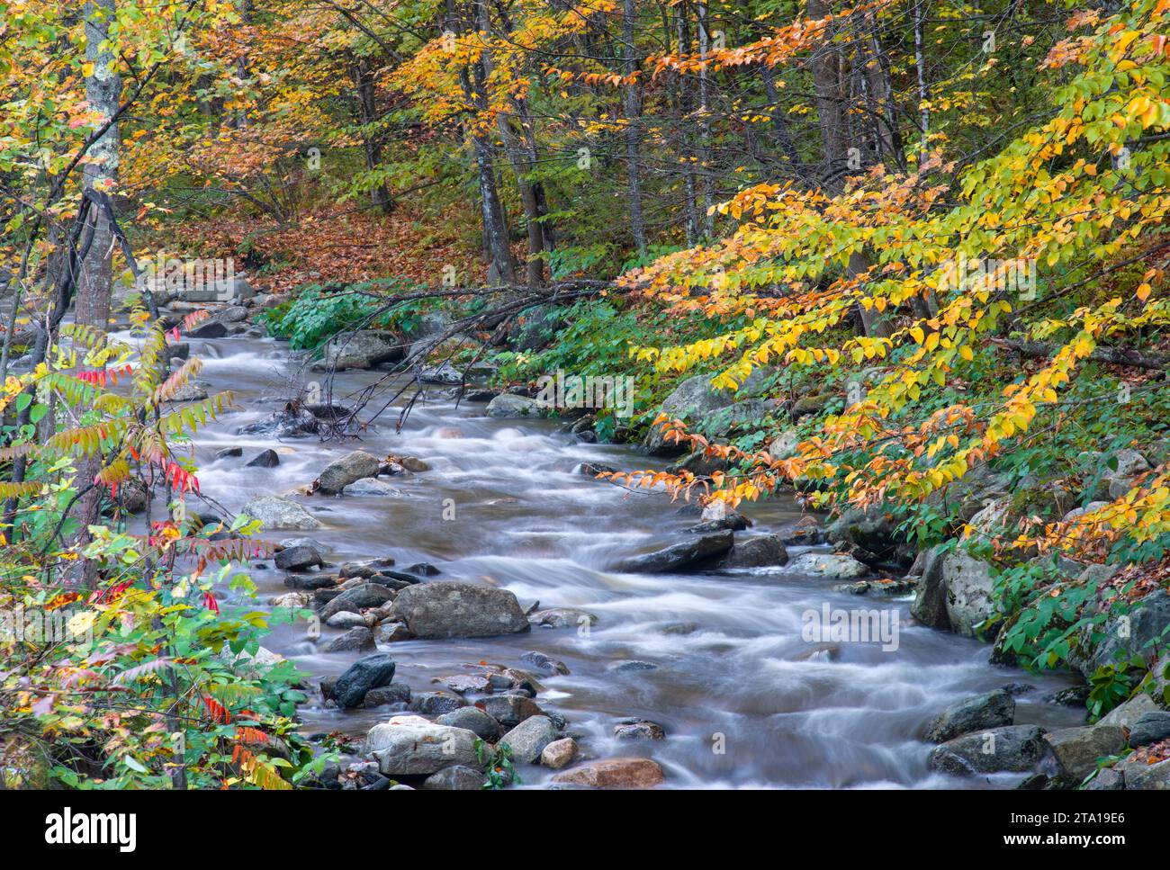 Vista orizzontale di un torrente d'acqua corrente in autunno con alberi con fogliame brillante nella città di Newfane, Vermont. Foto Stock