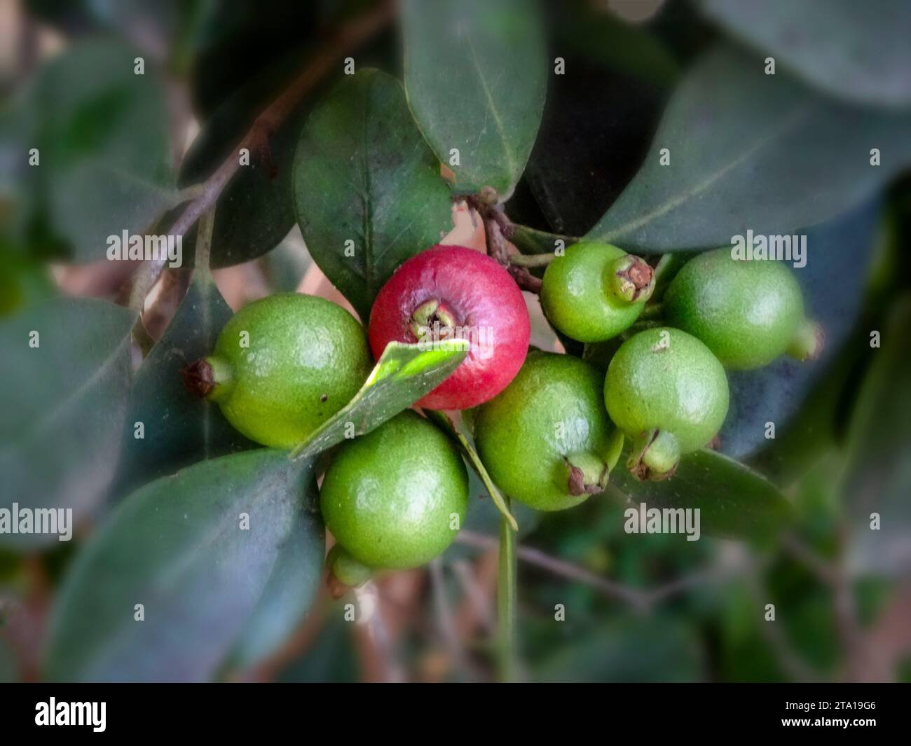 Ritratto naturale ravvicinato delle piante da frutto della fragola Guayabo De Fresa, ingannevolmente aromatica e dolce (Cattley guava, fragola guava) Foto Stock